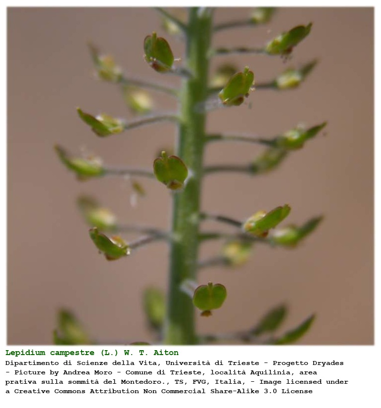 Lepidium campestre (L.) W. T. Aiton
